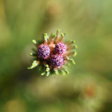 Pinus mugo mugo 1 scaled