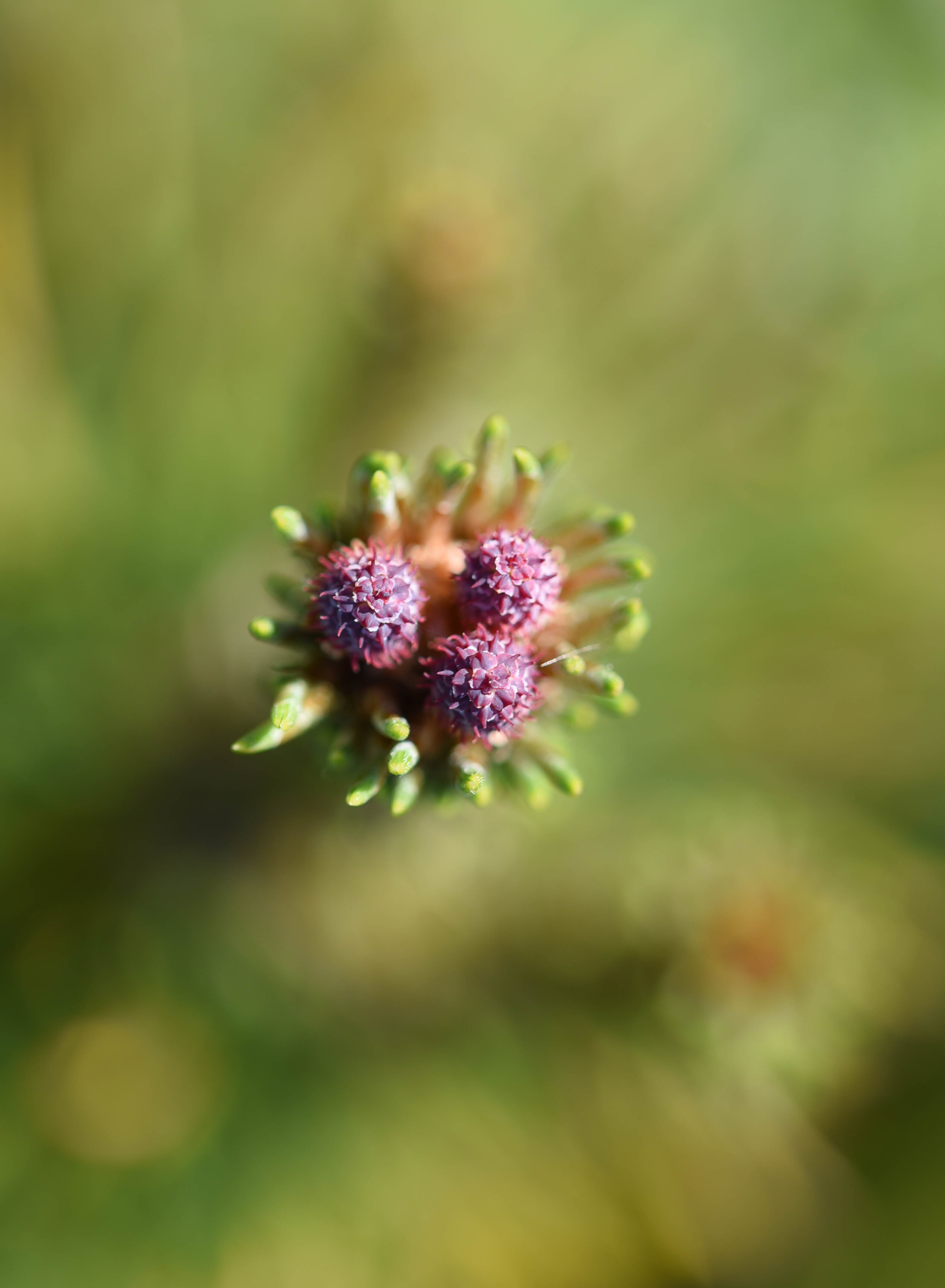 Pinus mugo mugo 1 scaled