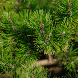 Pinus Mugo grown by New Wood Trees