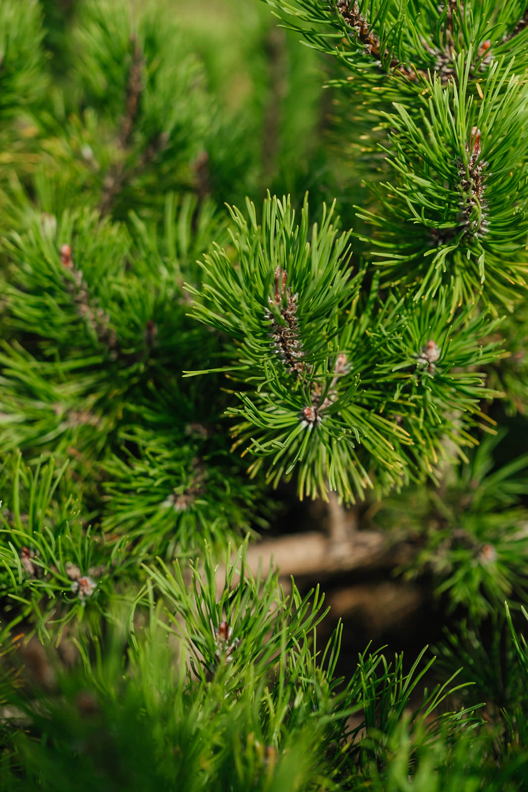 Pinus Mugo grown by New Wood Trees