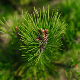 Pinus Mugo grown by New Wood Trees