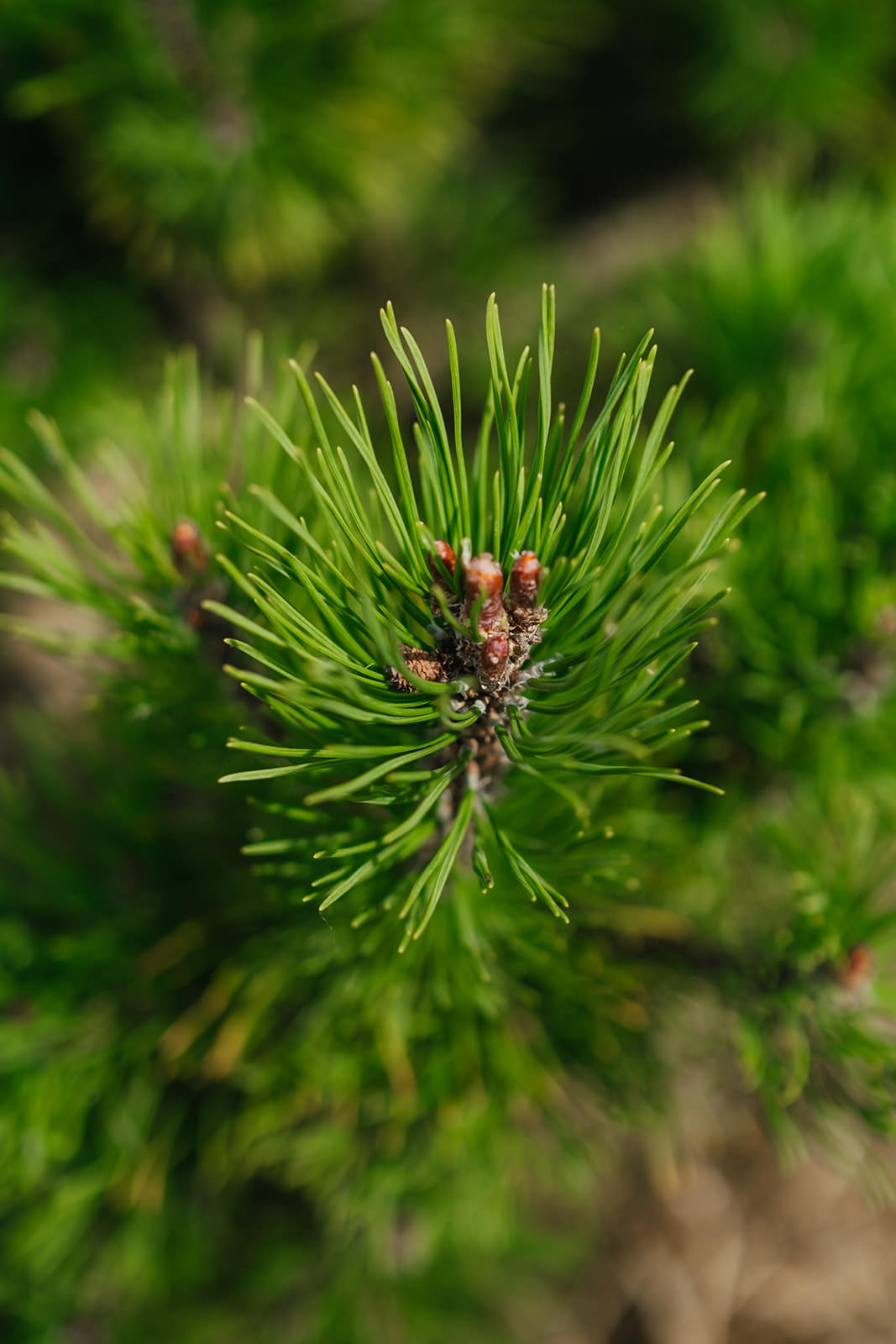 Pinus Mugo grown by New Wood Trees