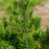 Pinus Mugo grown by New Wood Trees