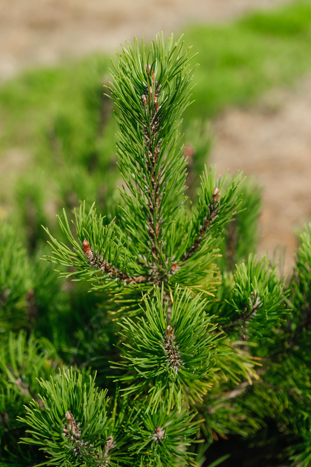 Pinus Mugo grown by New Wood Trees