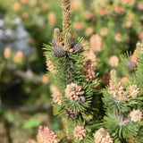 Pinus mugo mugo scaled