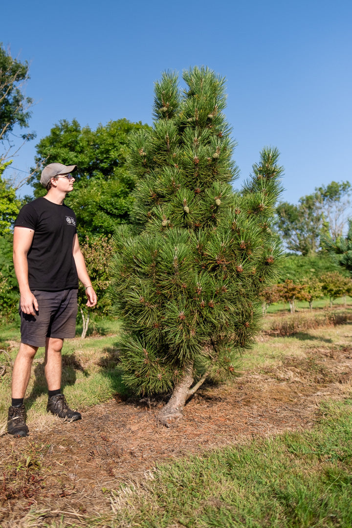 Pinus nigra 'Green rocket' NWT Products 25 26 0006