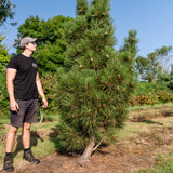 Pinus nigra 'Green rocket' NWT Products 25 26 0006