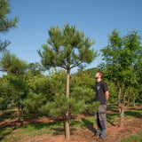 Pinus nigra Maritima 1