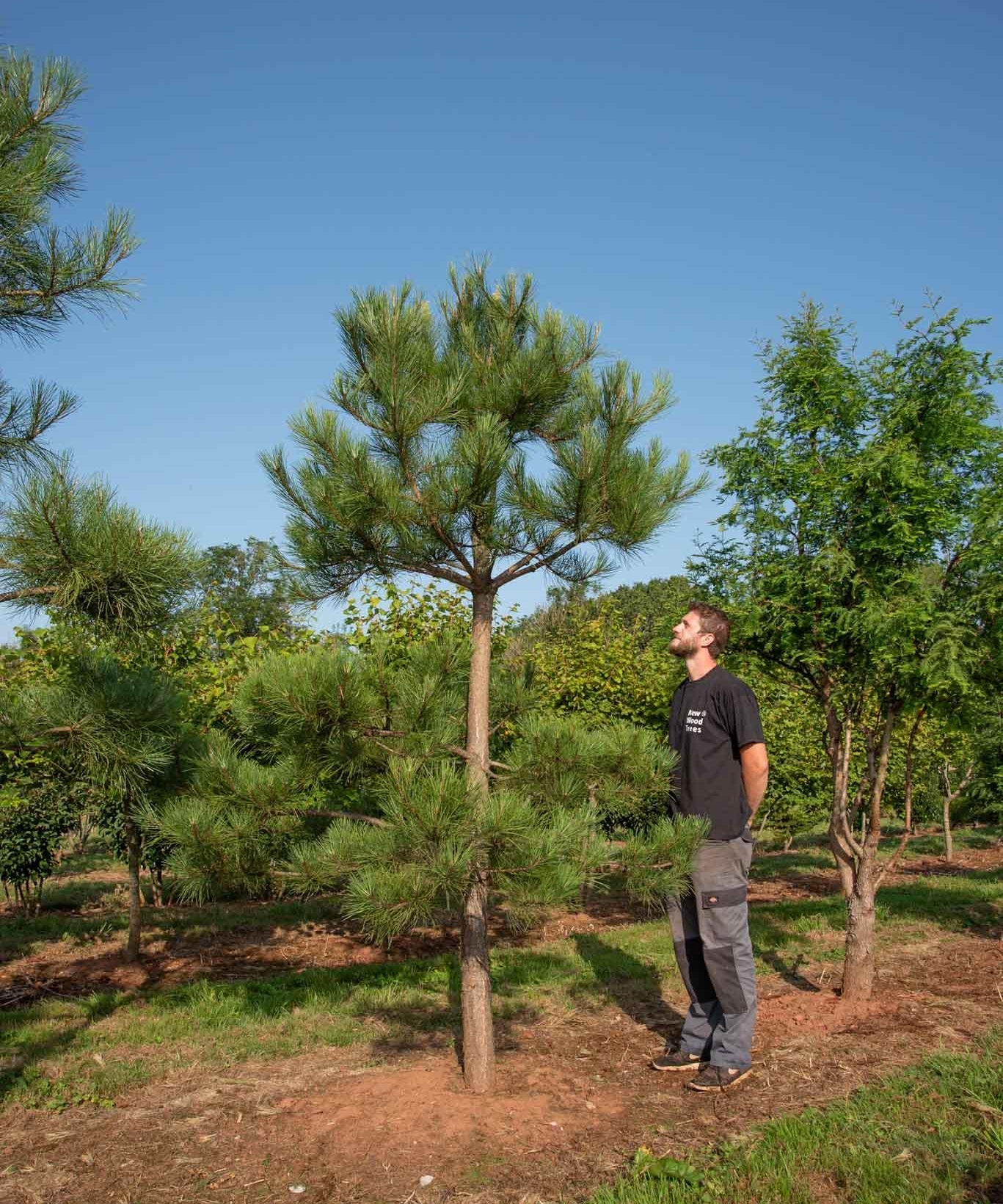 Pinus nigra Maritima 1