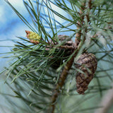 Pinus nigra Maritima 2 scaled