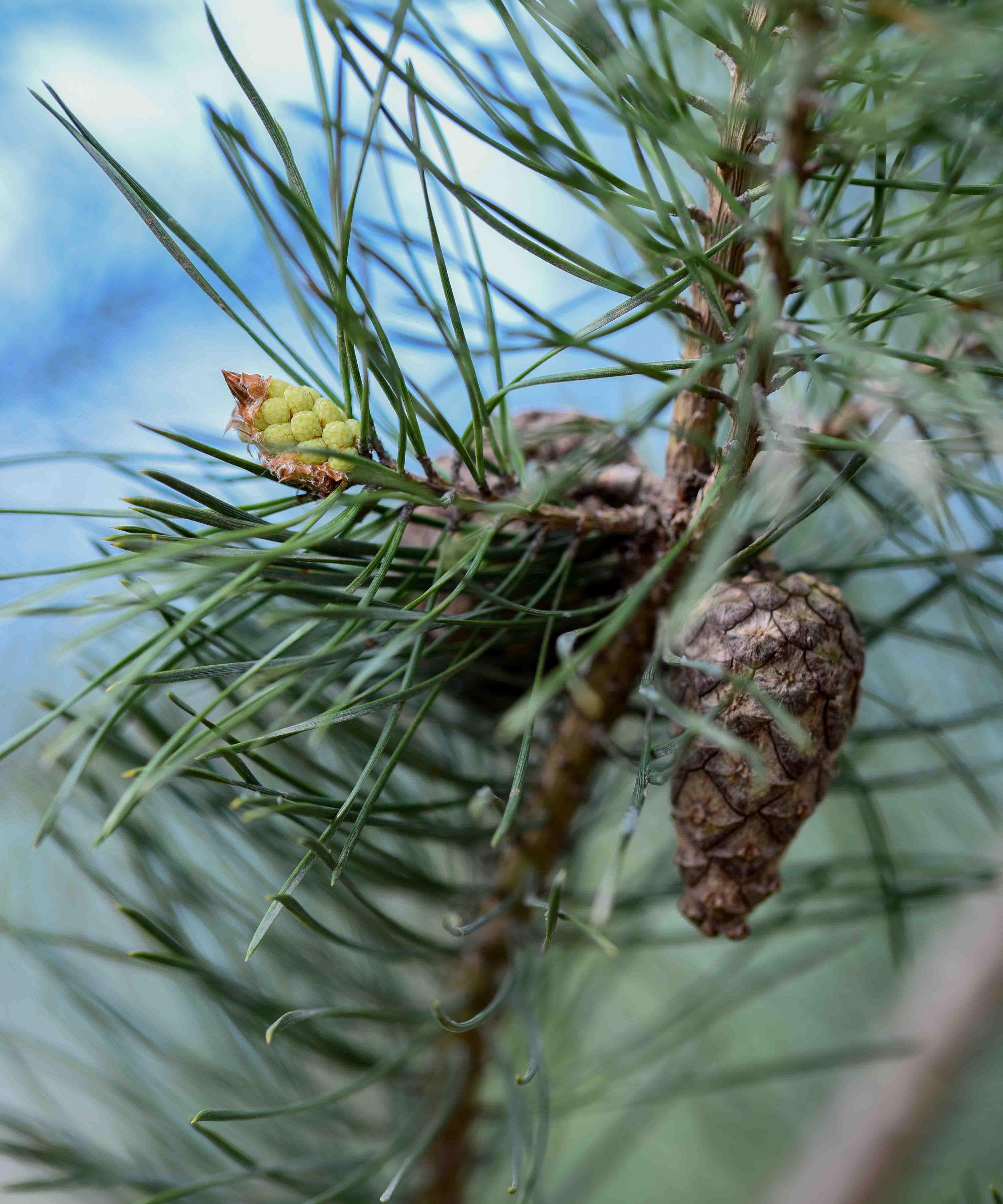 Pinus nigra Maritima 2 scaled