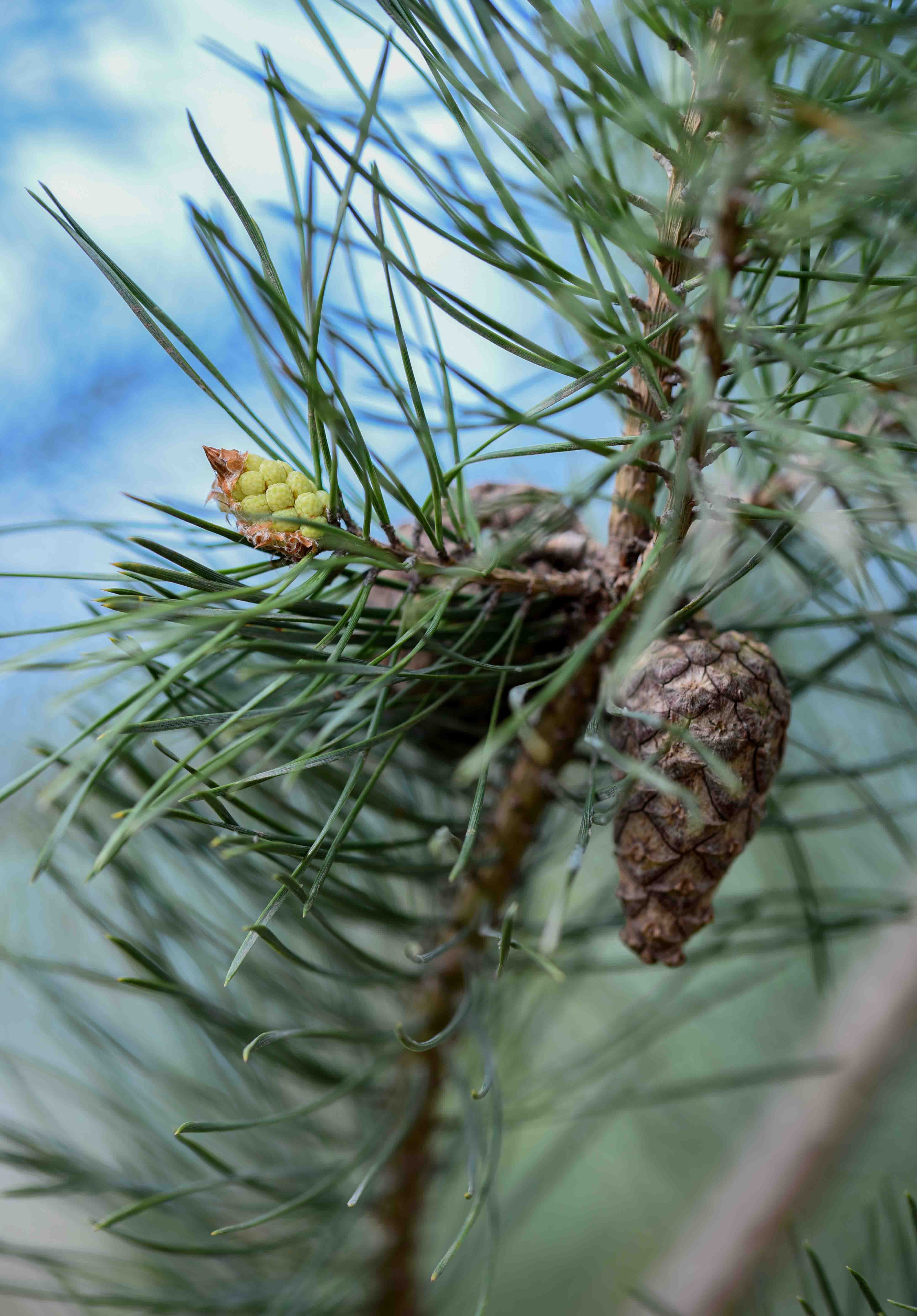 Pinus nigra Maritima 2 scaled