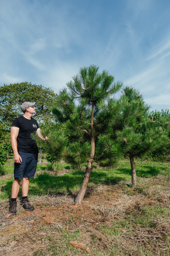 Pinus nigra NWT Products 25 26 0005