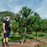 Pinus nigra NWT Products 25 26 0005