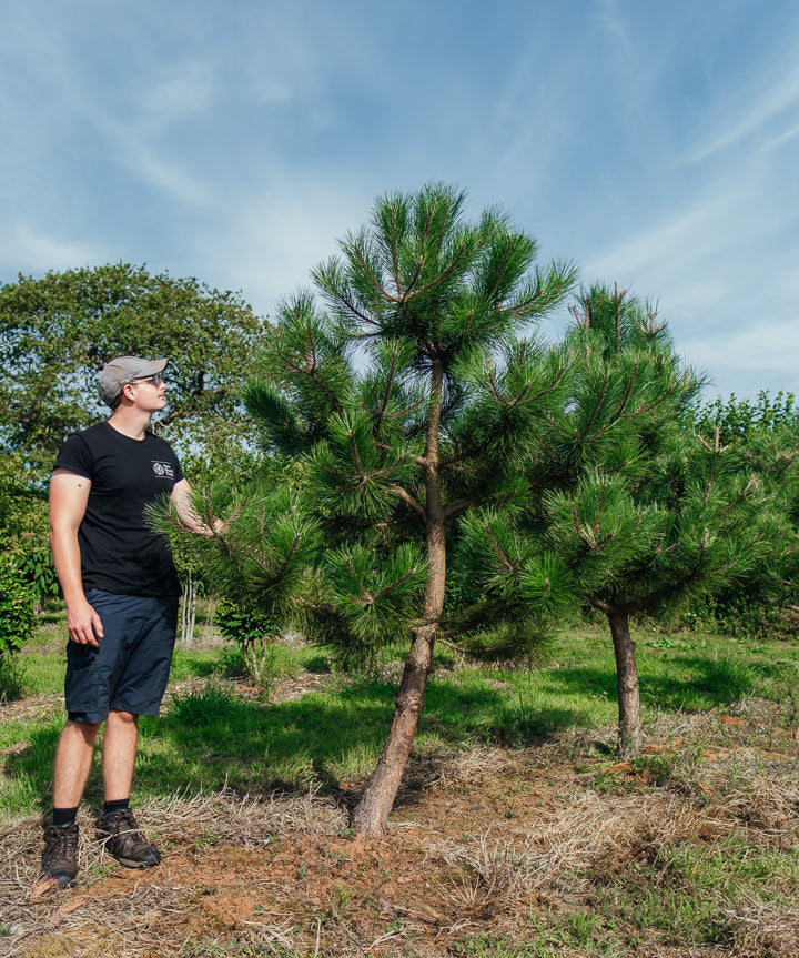 Pinus nigra NWT Products 25 26 0005