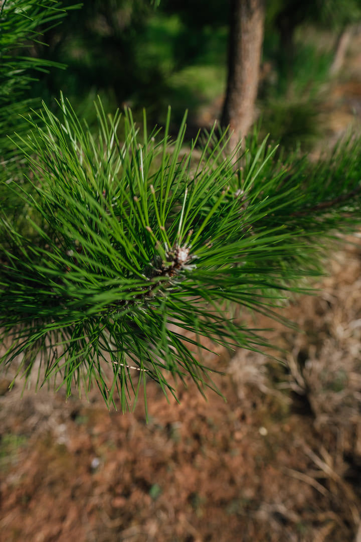 Pinus nigra NWT Products 25 26 0006