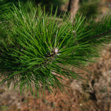 Pinus nigra NWT Products 25 26 0006