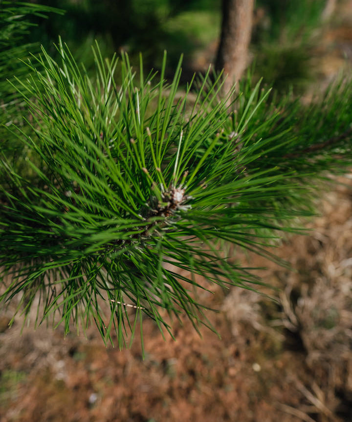 Pinus nigra NWT Products 25 26 0006