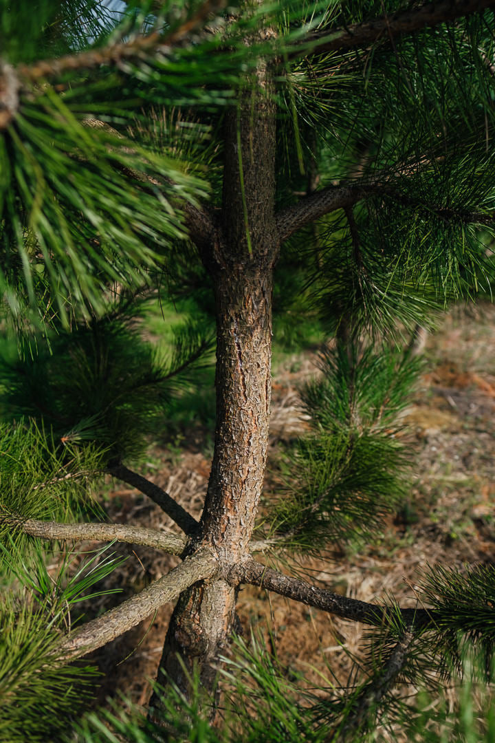 Pinus nigra NWT Products 25 26 0007