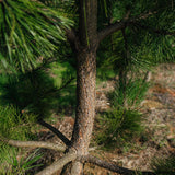 Pinus nigra NWT Products 25 26 0007