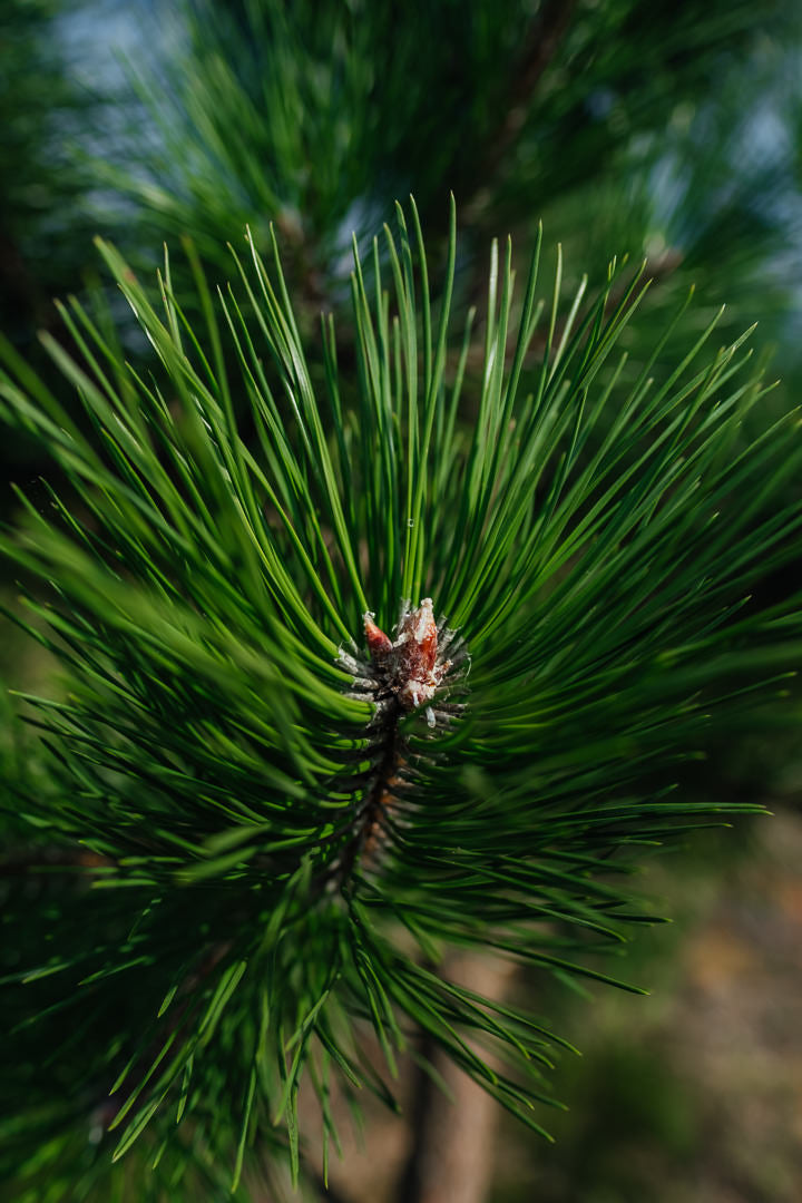 Pinus nigra NWT Products 25 26 0008