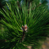 Pinus nigra NWT Products 25 26 0008
