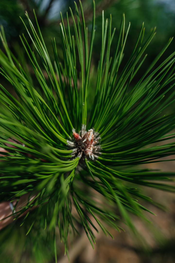 Pinus nigra NWT Products 25 26 0009