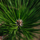 Pinus nigra NWT Products 25 26 0009