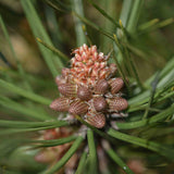 Pinus nigra ‘Green Rocket scaled