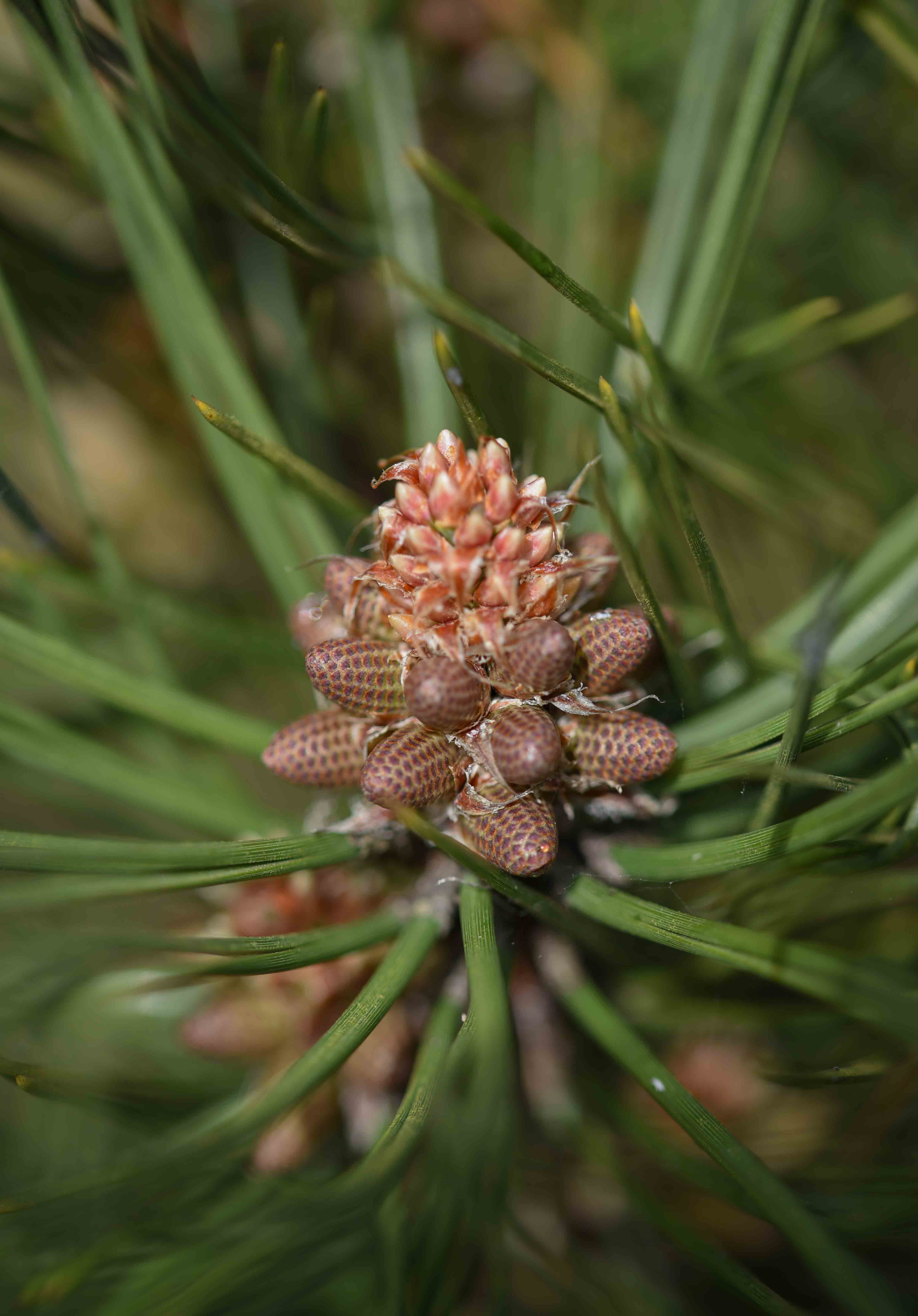 Pinus nigra ‘Green Rocket scaled