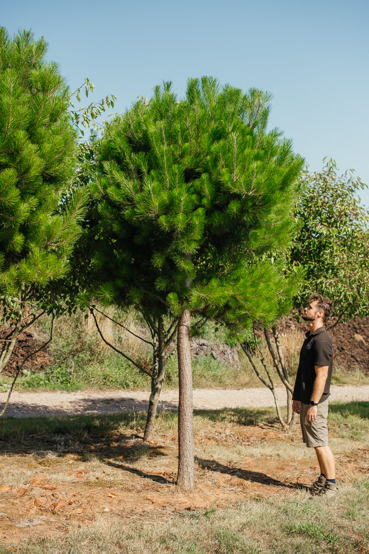 Pinus radiata NWT Products 25 26 0002