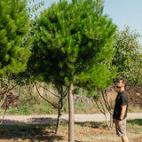 Pinus radiata NWT Products 25 26 0002