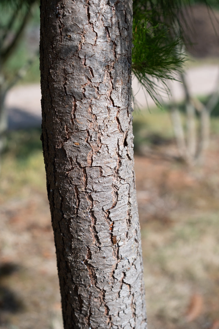 Pinus radiata NWT Products 25 26 0004