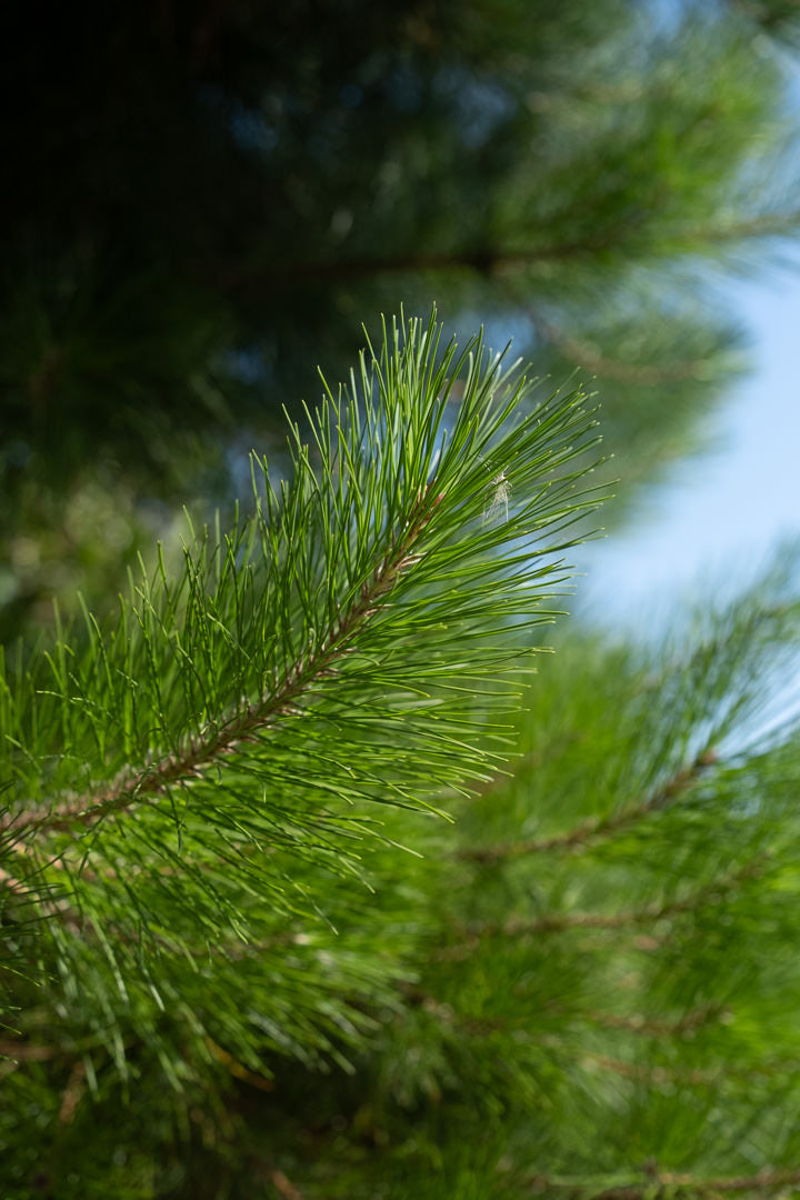 Pinus radiata NWT Products 25 26 0005