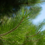 Pinus radiata NWT Products 25 26 0005