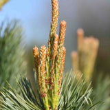 Pinus sylvestris 1 scaled