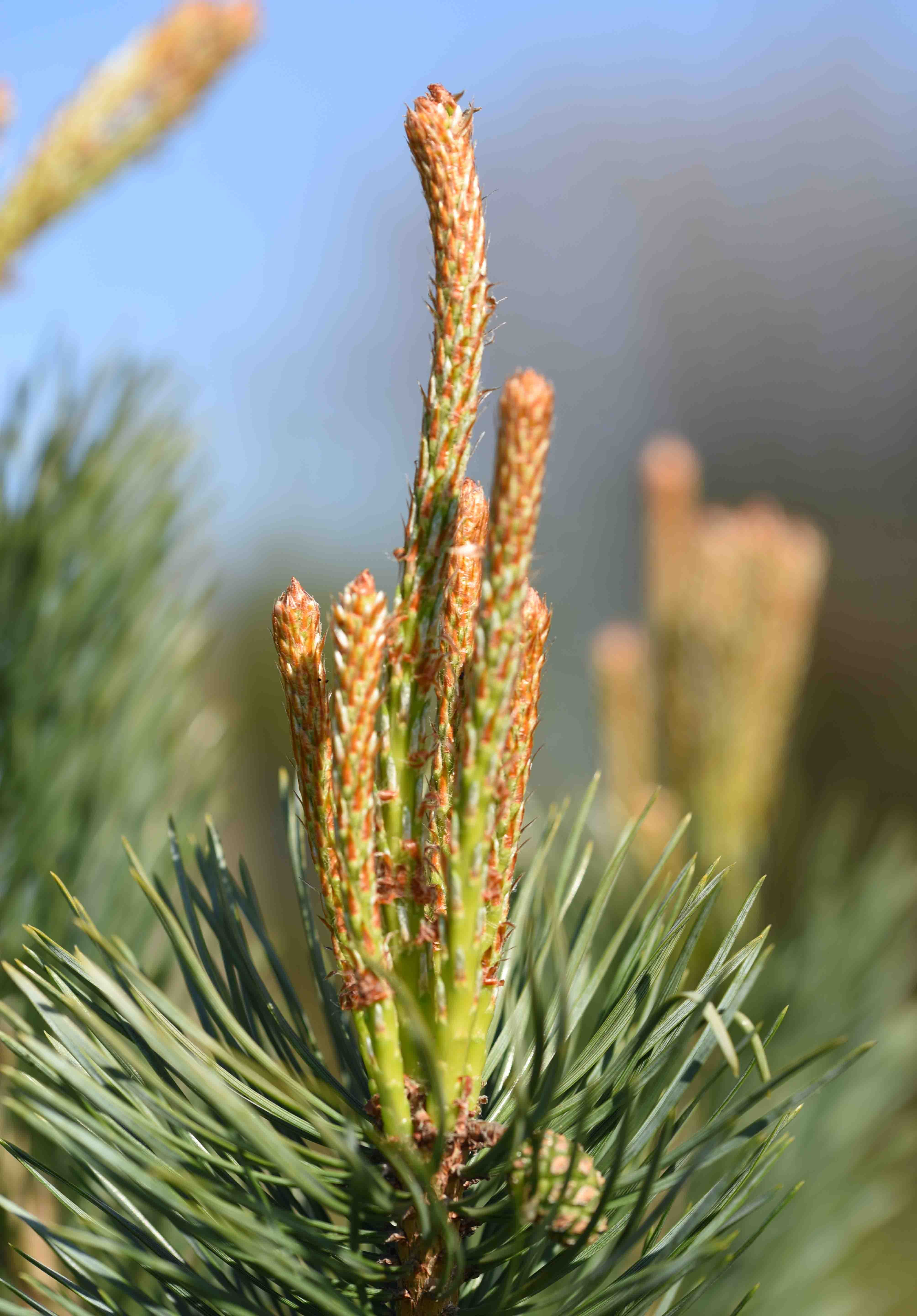 Pinus sylvestris 1 scaled