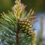 Pinus sylvestris 9 scaled