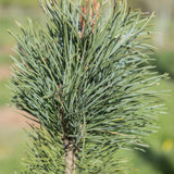 Pinus sylvestris Fastigiata 1 1 1663x2491 1