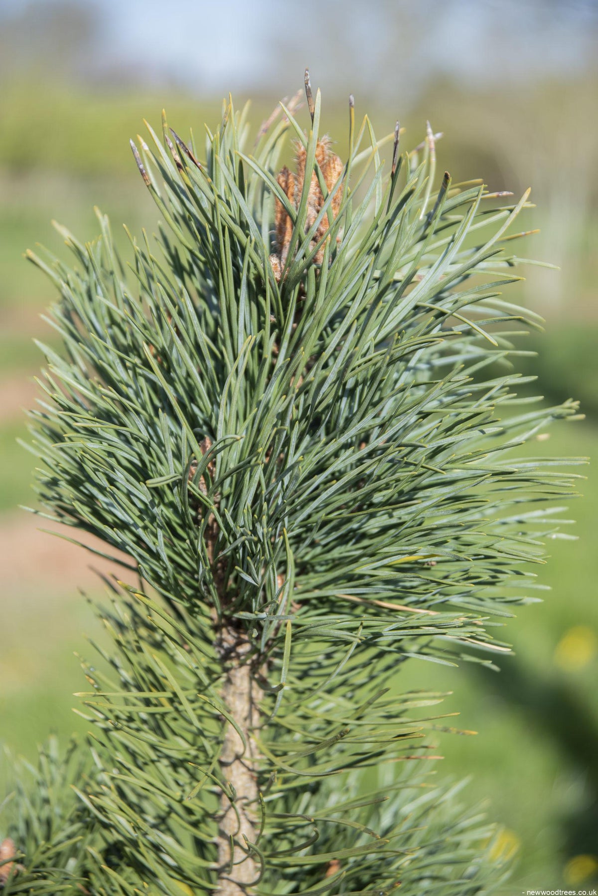 Pinus sylvestris 'Fastigiata' - Fastigiate Scots Pine – New Wood Trees