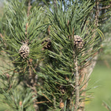 Pinus sylvestris Fastigiata 1 1663x2491 1
