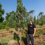 Pinus sylvestris 'Fastigiata' NWT Products 25 26 0002