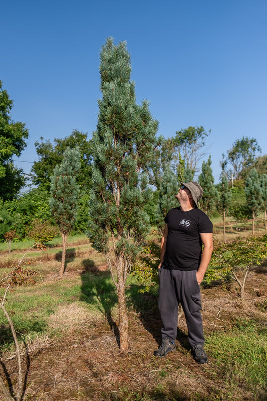 Pinus sylvestris 'Fastigiata' - Fastigiate Scots Pine – New Wood Trees