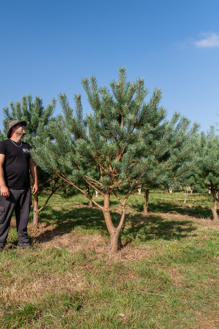 Pinus sylvestris NWT Products 25 26 2