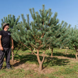 Pinus sylvestris NWT Products 25 26 2