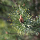 Pinus sylvestris Watereri 4 1 1663x2491 1