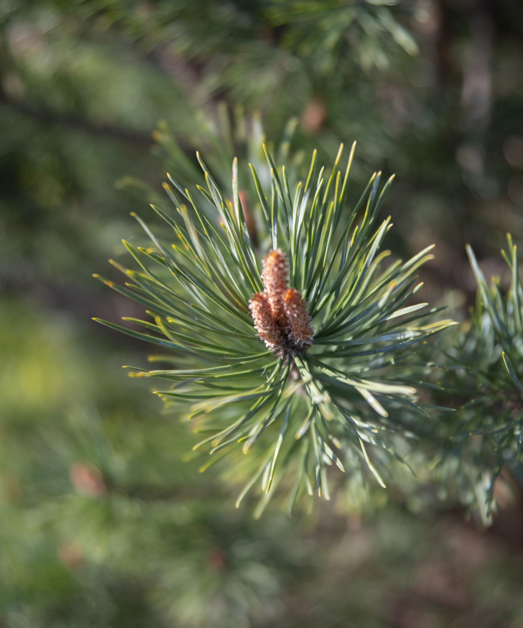 Pinus sylvestris Watereri 4 1 1663x2491 2