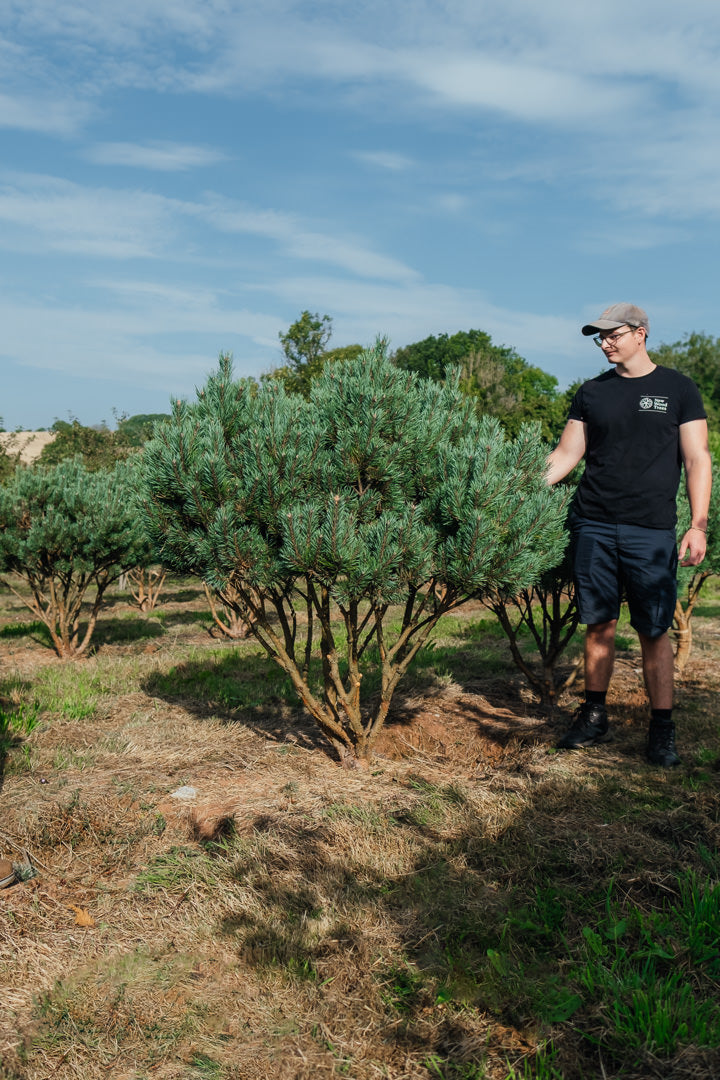 Pinus sylvestris 'Watereri' NWT Products 25 26 0004 Edit