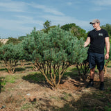 Pinus sylvestris 'Watereri' NWT Products 25 26 0004 Edit