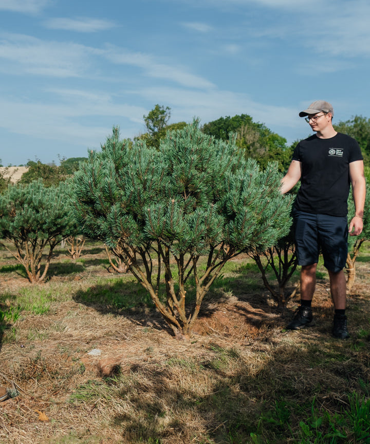 Pinus sylvestris 'Watereri' NWT Products 25 26 0004 Edit
